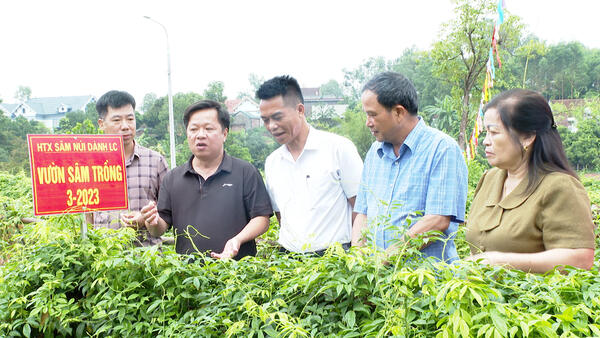 Học tập kinh nghiệm mô hình trồng cây Sâm núi Dành tại xã Phúc Hòa tỉnh Bắc Ninh